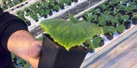 Zašto lišće krastavca pobijeli?